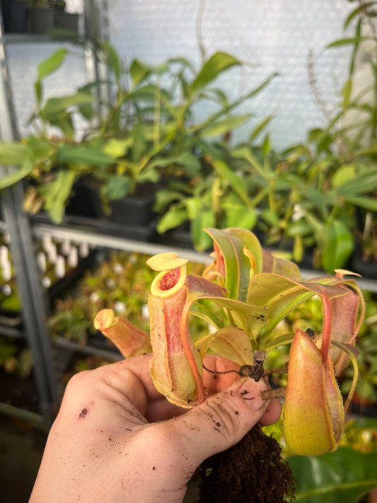 Nepenthes ventricosa x veitchii 15cm
