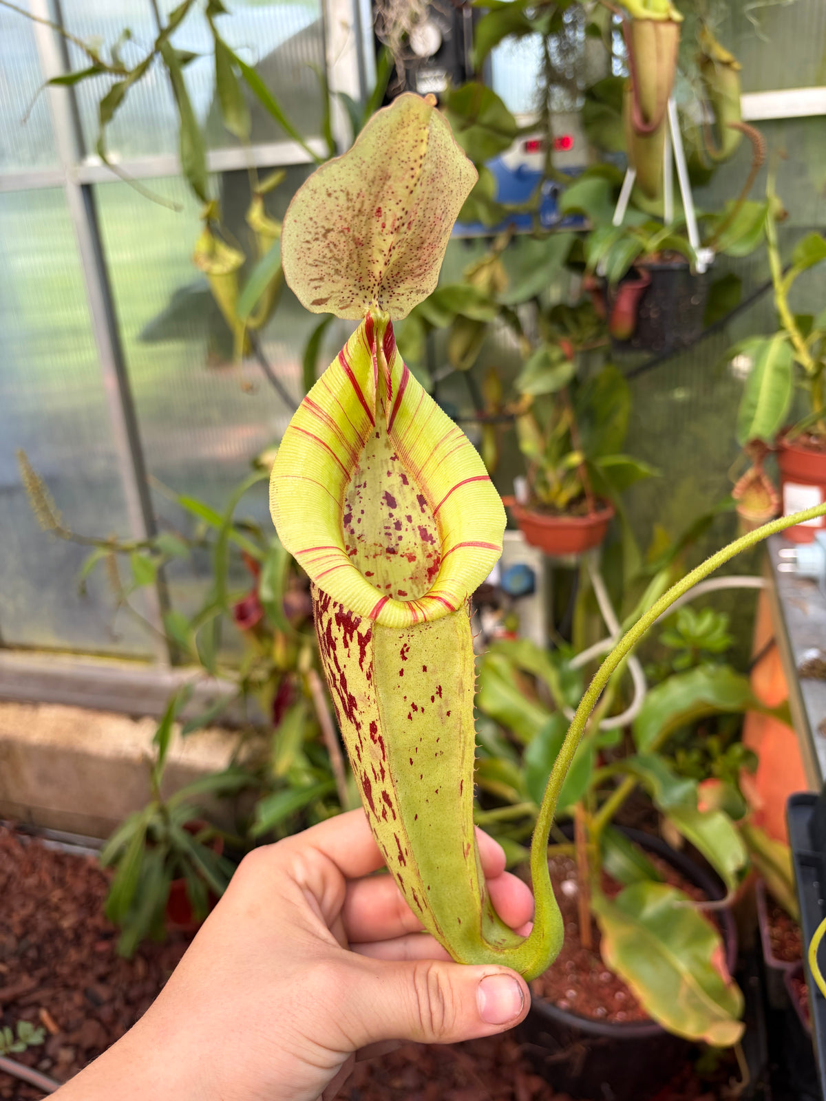 Nepenthes rafflesiana x veitchii (x dyeriana) 20cm