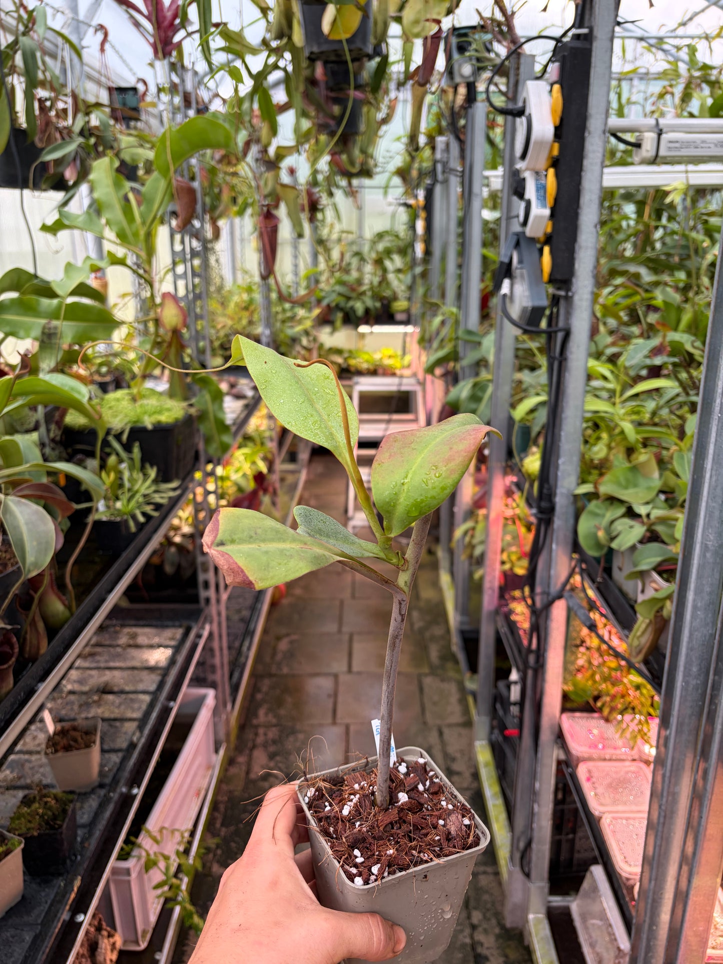 Nepenthes vogelii ‚rooted cutting‘