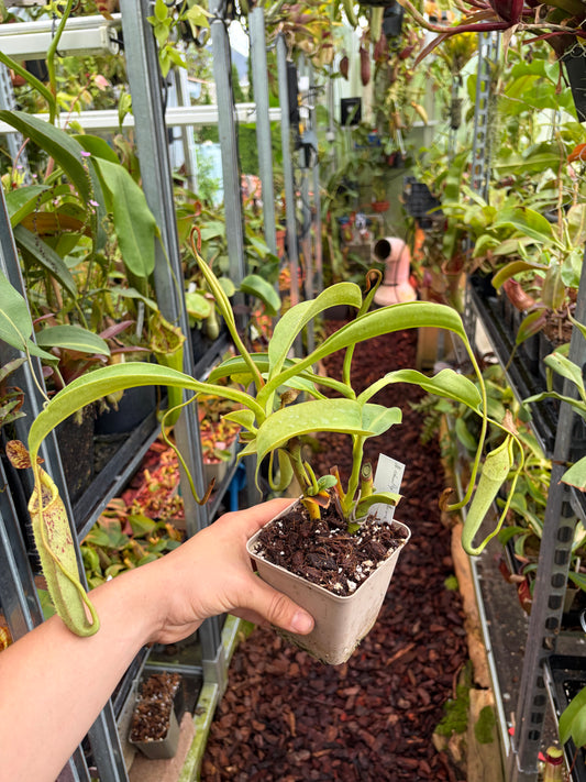 Nepenthes robcantleyi x zakriana