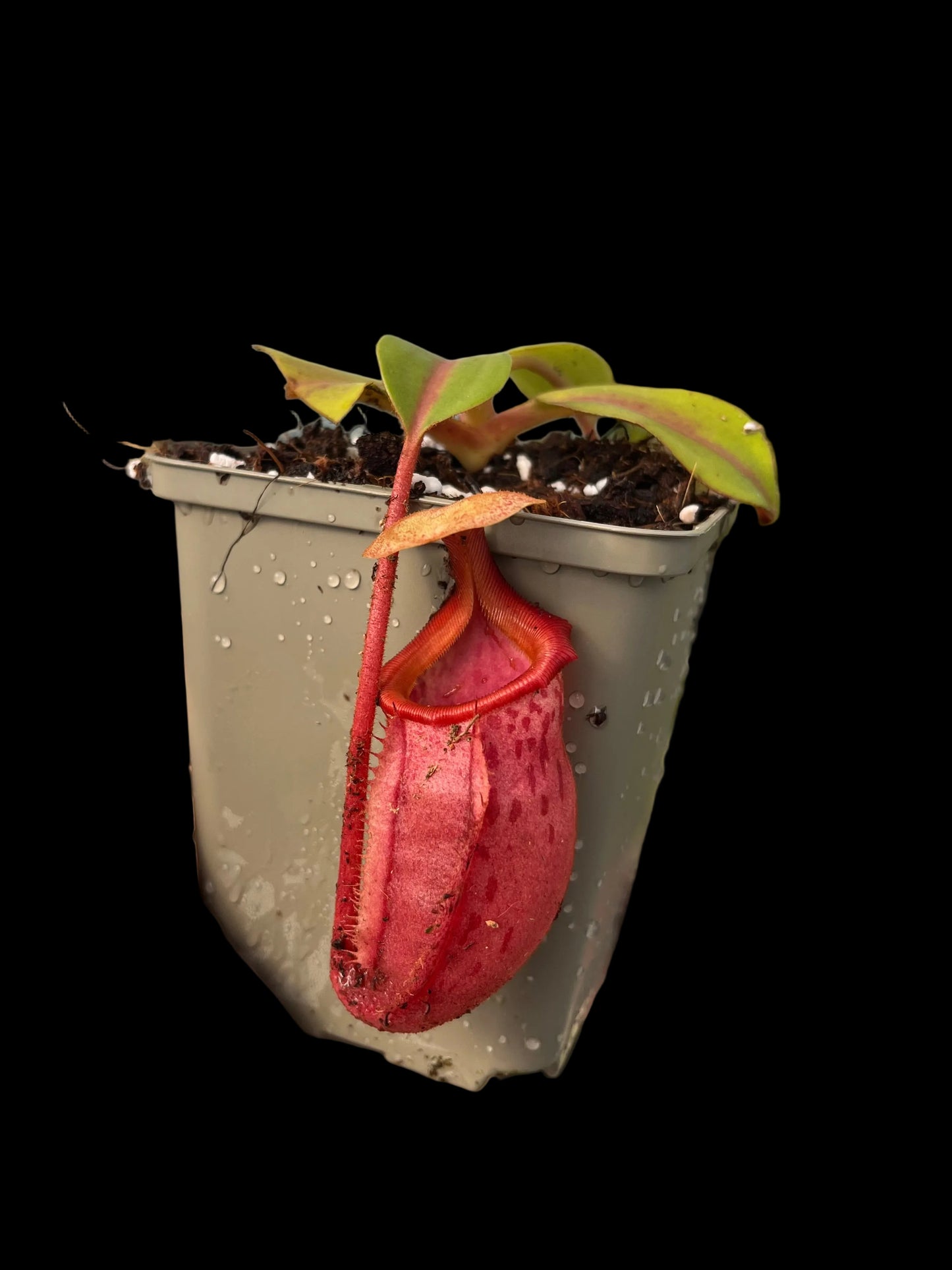 Nepenthes veitchii x mira 10-15cm