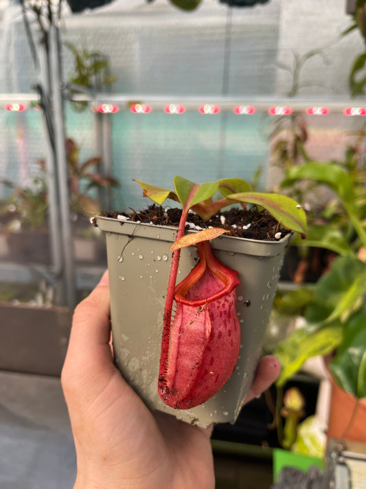 Nepenthes veitchii x mira 10-15cm