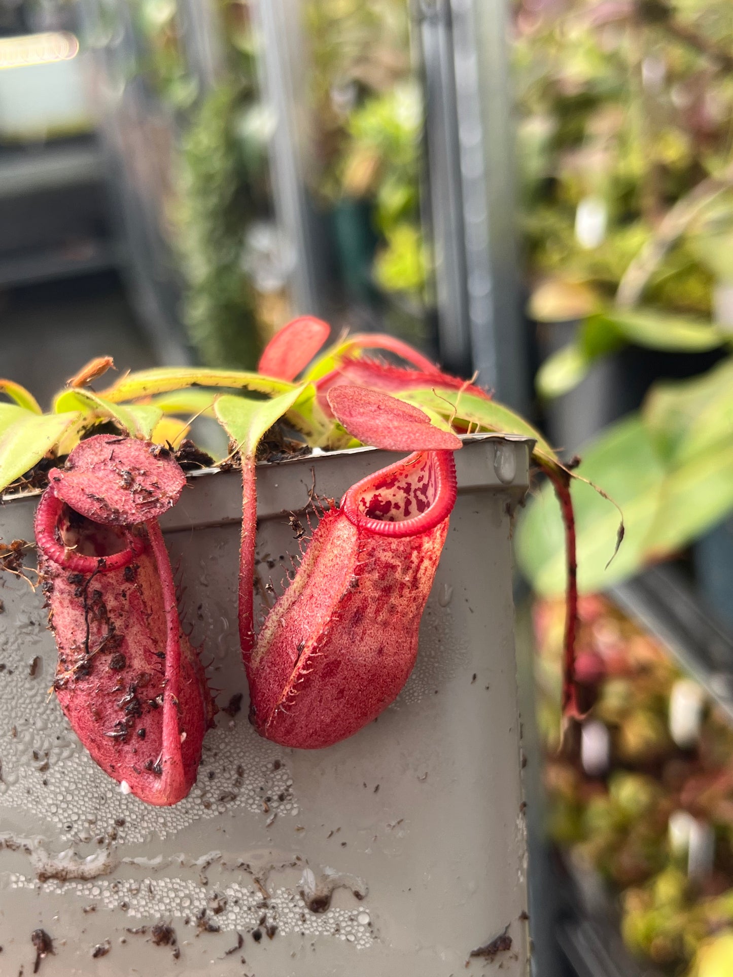 Nepenthes petiolata x mira 7cm