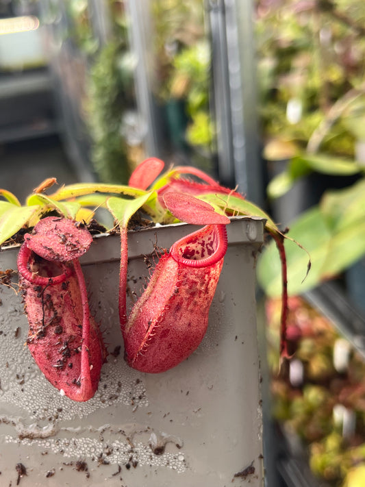 Nepenthes petiolata x mira 7cm