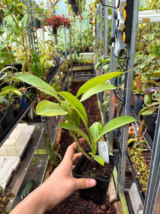 Nepenthes lowii x zakriana ‚rooted cutting‘