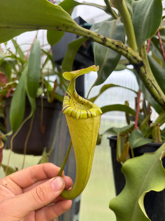 Nepenthes (platychila x burbidgeae) x (platychila x boschiana) ‚female’ 50cm+
