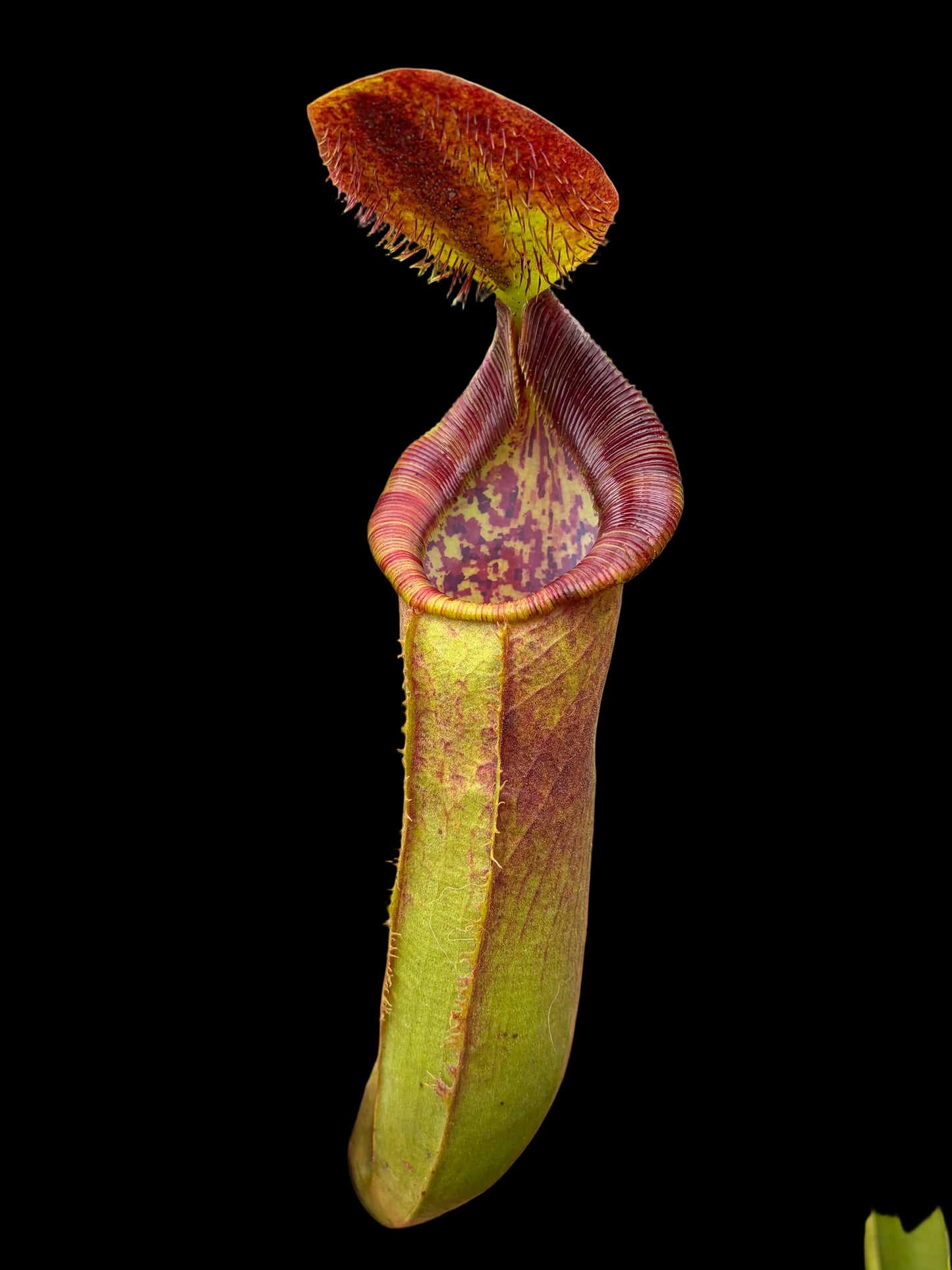 Nepenthes lowii x spathulata ‚rooted cutting - female‘