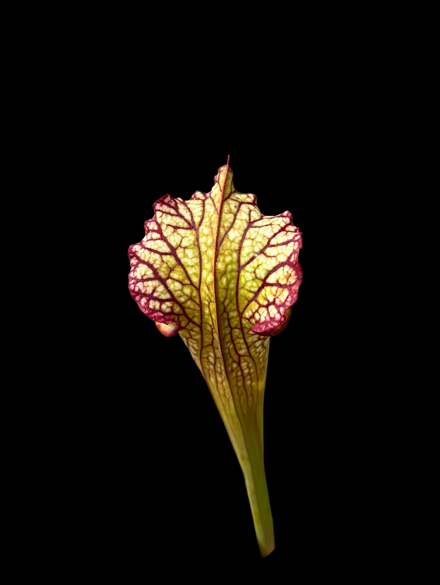 Sarracenia x Lynda Butt MK H10