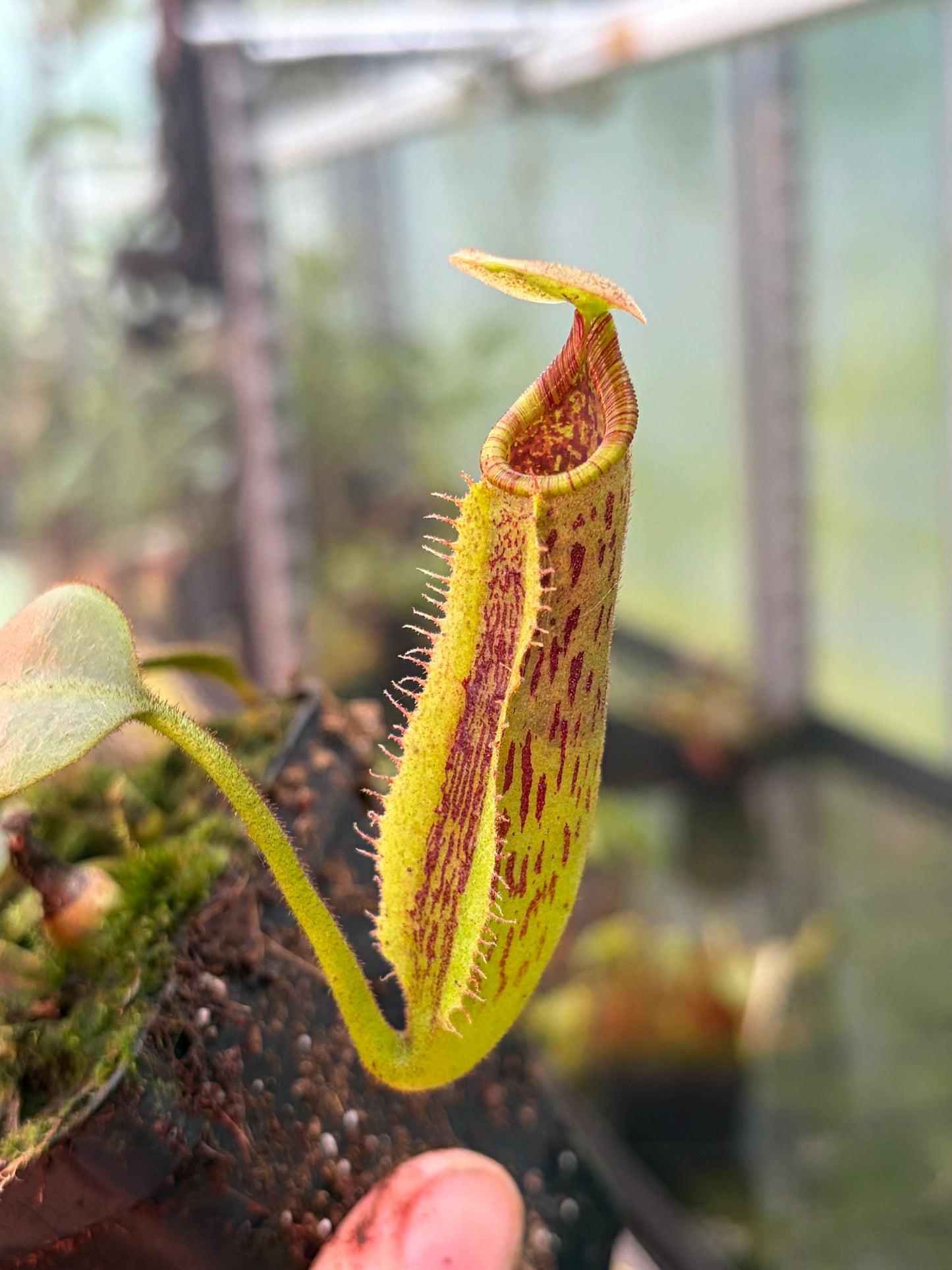 Nepenthes (veitchii x platychila) x (lowii x veitchii) 10cm