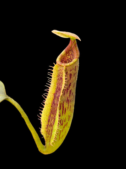 Nepenthes (veitchii x platychila) x (lowii x veitchii) 10cm