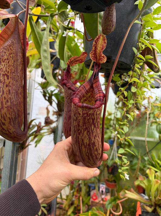Nepenthes ventricosa x mollis ‚SG‘ 25cm