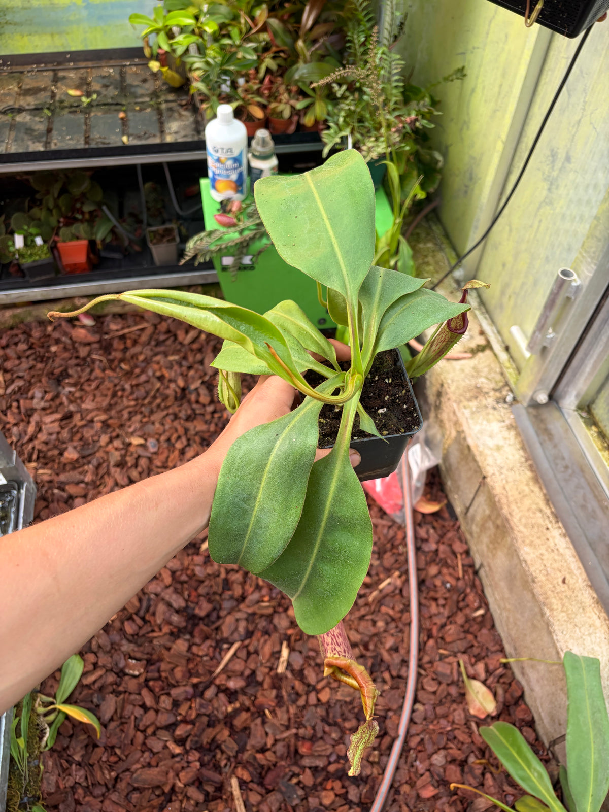 Nepenthes [(lowii x veitchii) x boschiana] x [(eymae x maxima) x platychila] 25cm