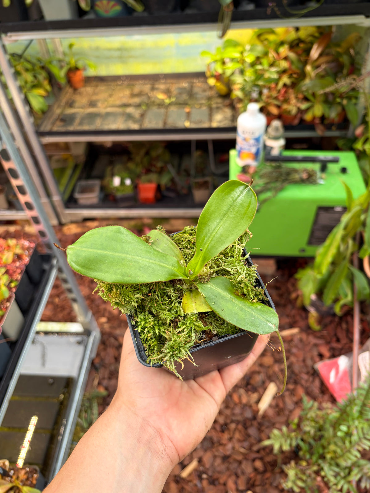 Nepenthes glandulifera x leonardroi 10cm