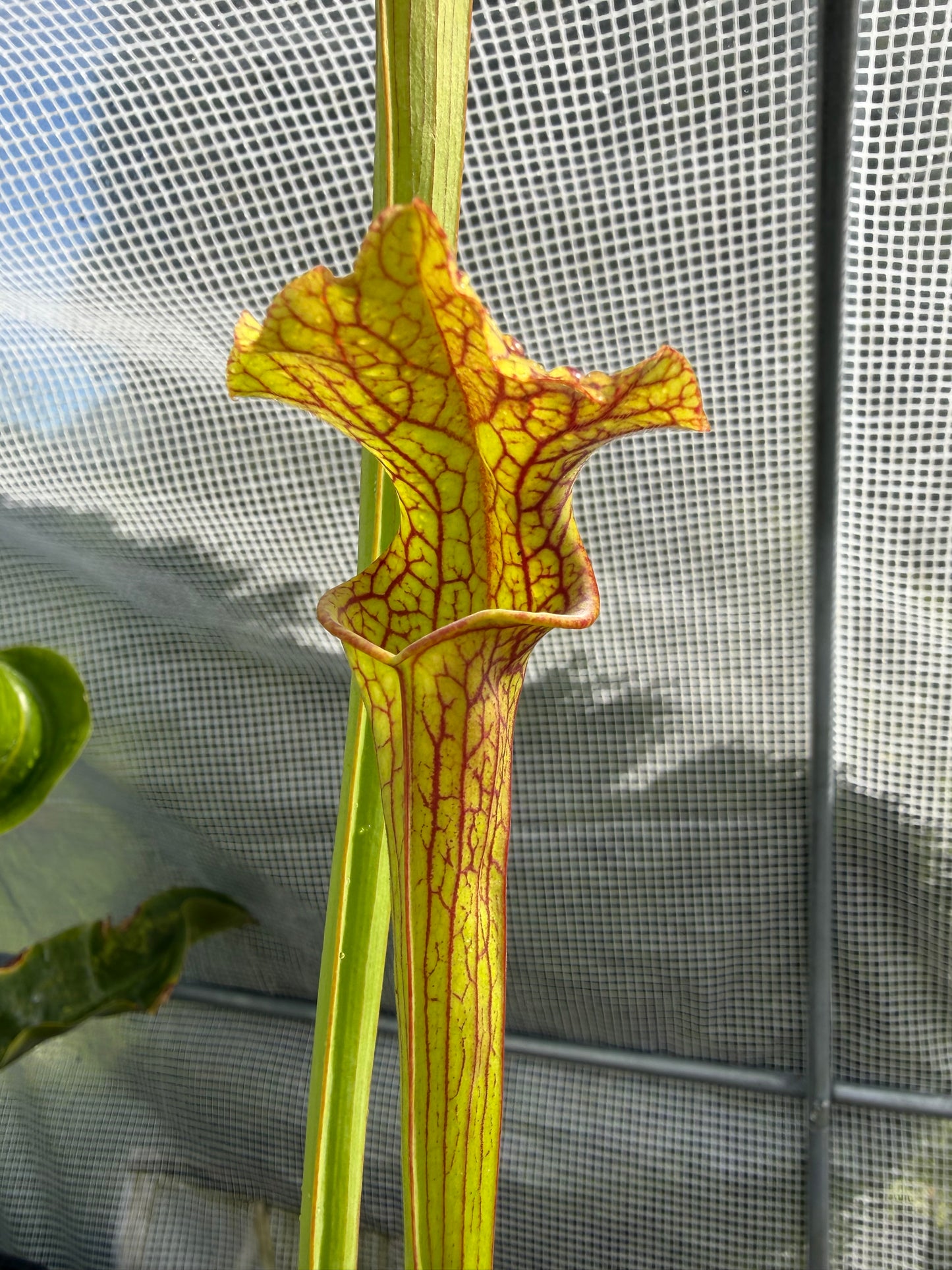 Sarracenia hybrid ‚LB010‘