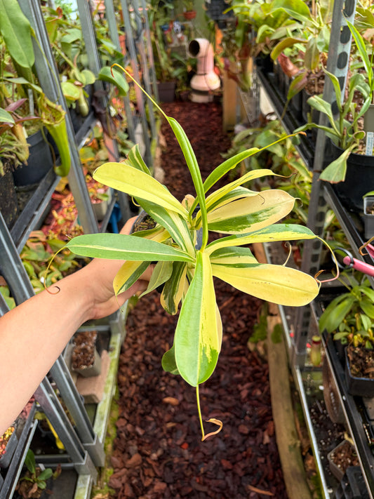 Nepenthes x ventrata ‚variegata‘