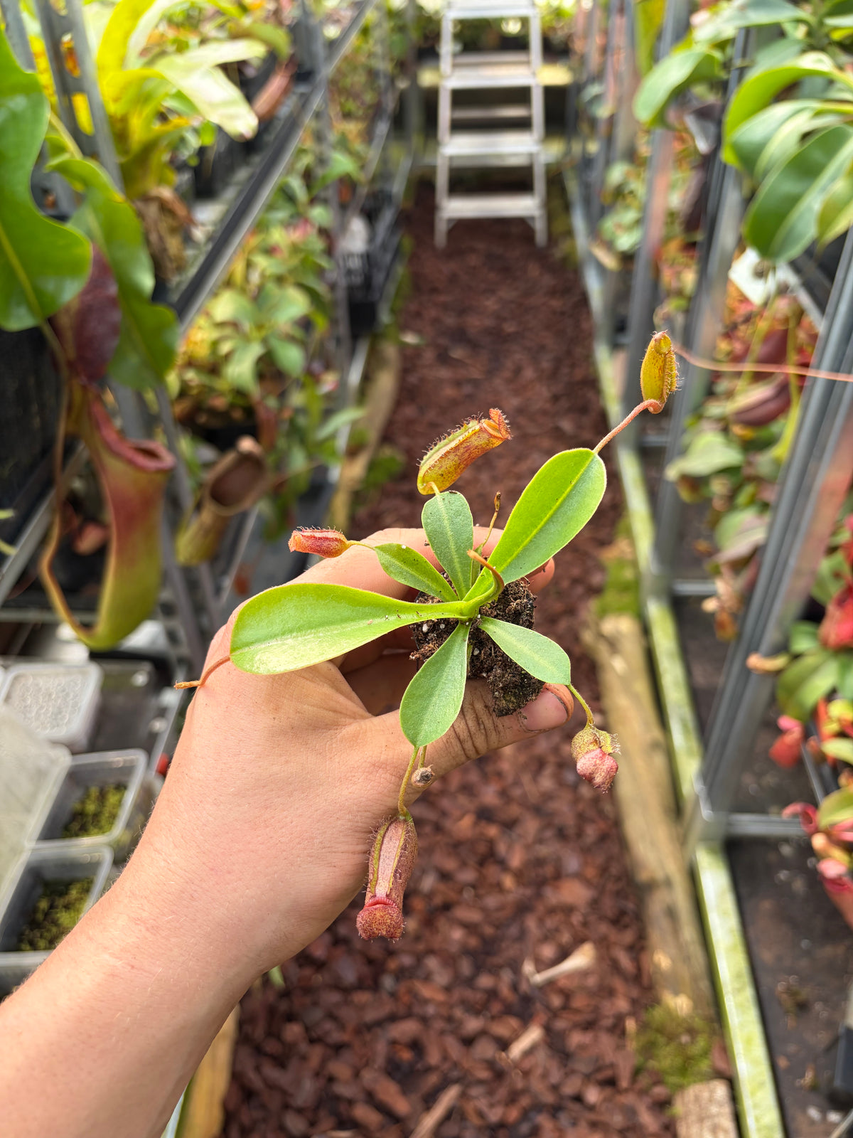 Nepenthes lowii x ventricosa 10cm