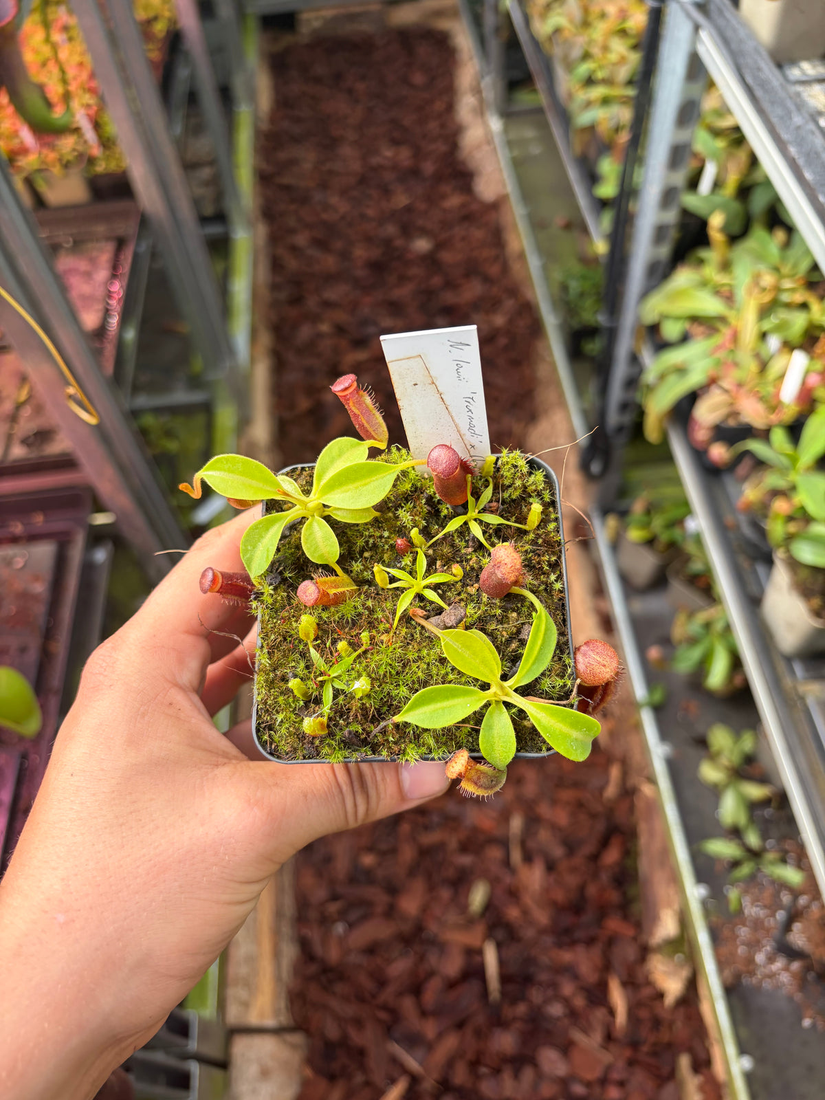 Nepenthes lowii ‚Trusmadi‘ x (lowii x campanulata EP) 5-7cm