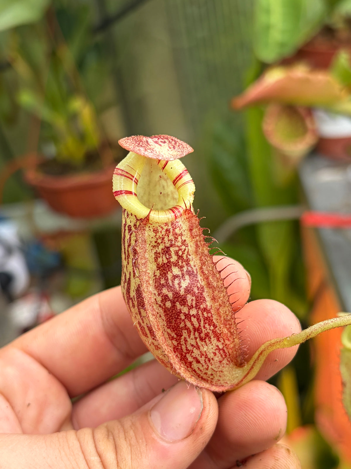Nepenthes spectabilis x bongso (BE-3991) 10-15cm