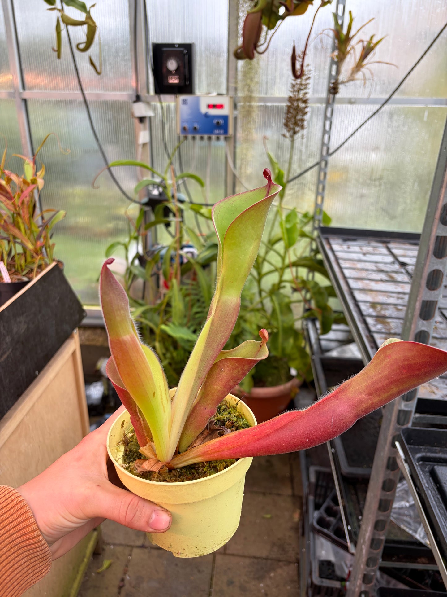 Heliamphora parva (extremely hairy) x minor var. pilosa (Luna) #2