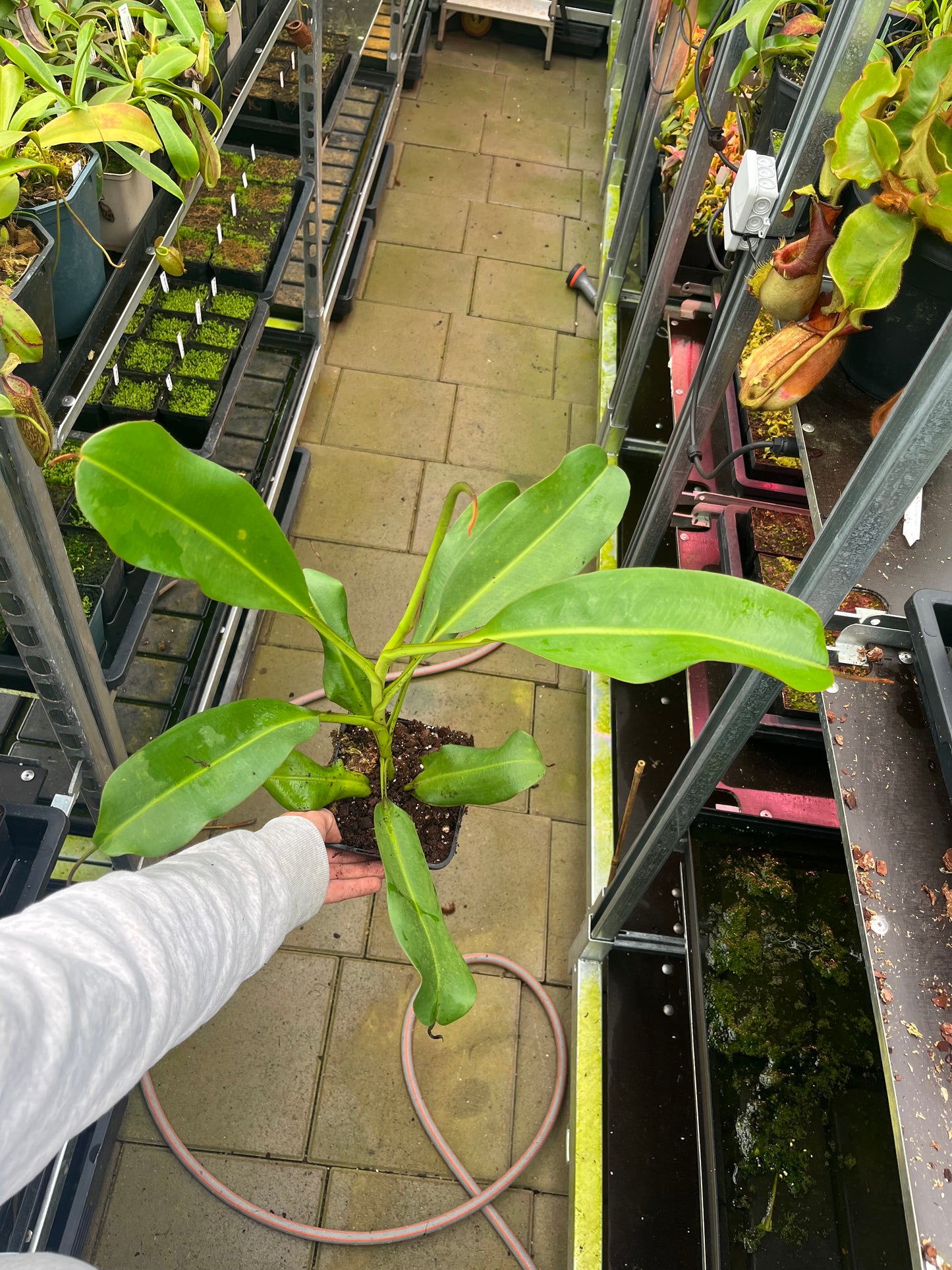 Nepenthes (veitchii x burbidgeae) x (lowii x campanulata EP) 60cm