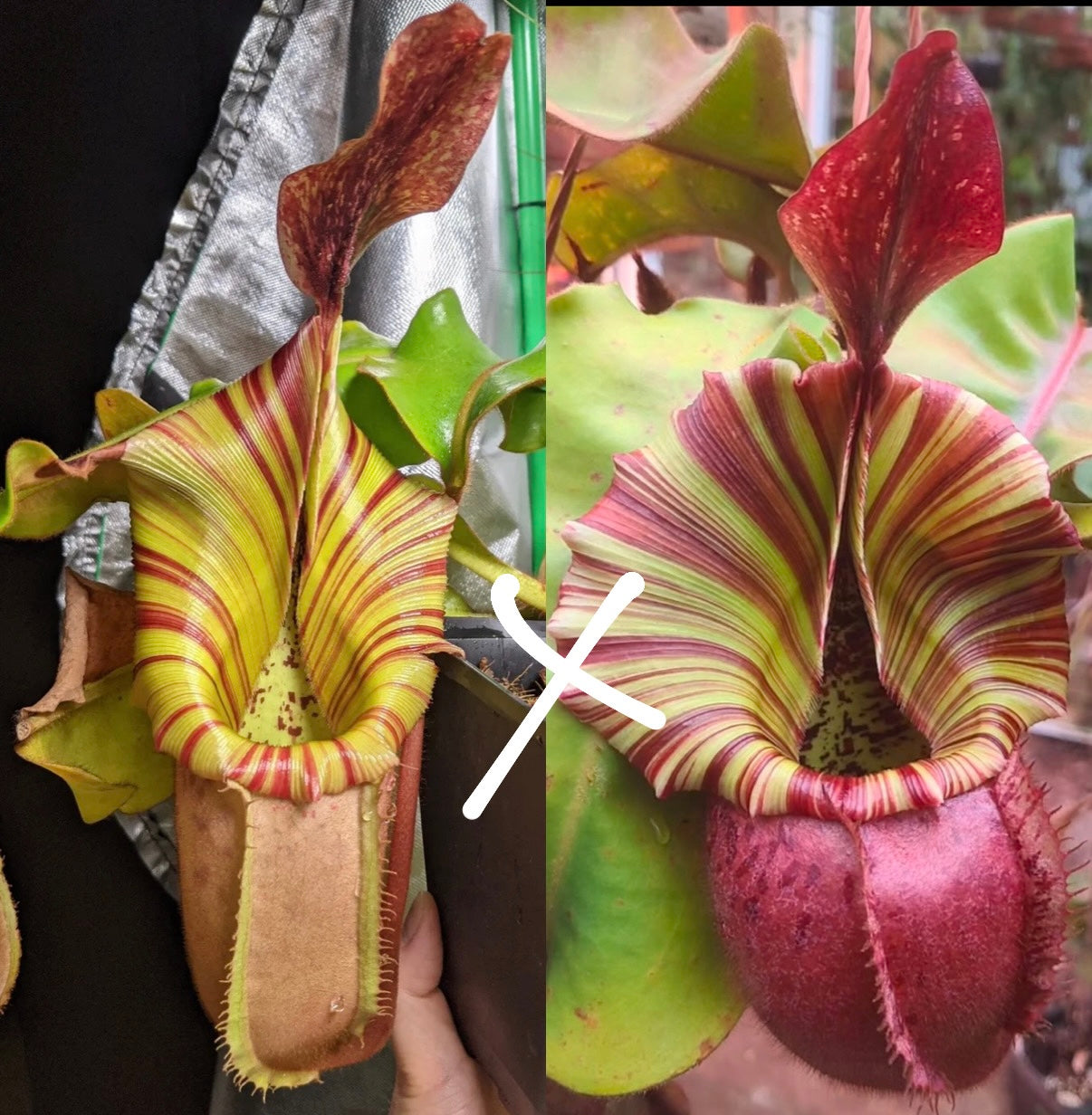 Nepenthes veitchii ‚Maliau‘ x ‚candy x yamada‘ 5-7cm