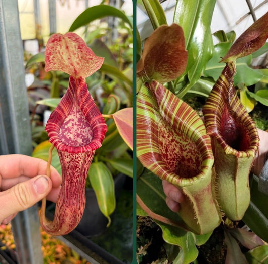 Nepenthes [(lowii x veitchii) x boschiana] x (lowii x veitchii) 10cm