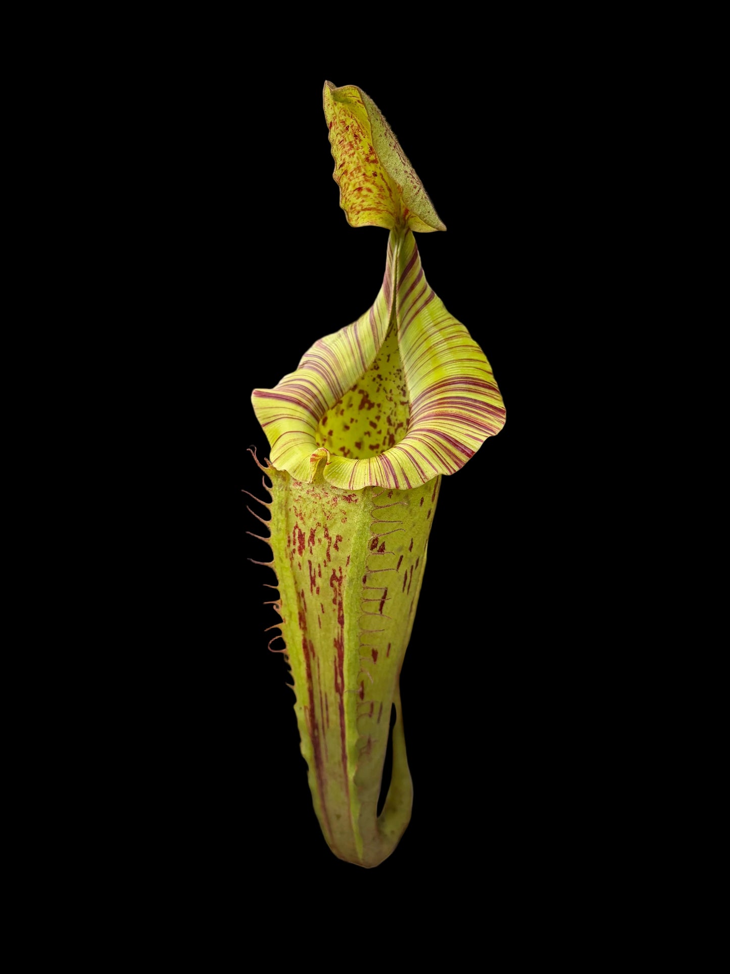 Nepenthes veitchii x platychila 10cm