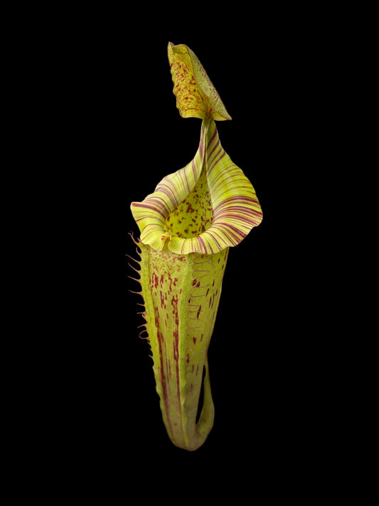 Nepenthes veitchii x platychila 10cm