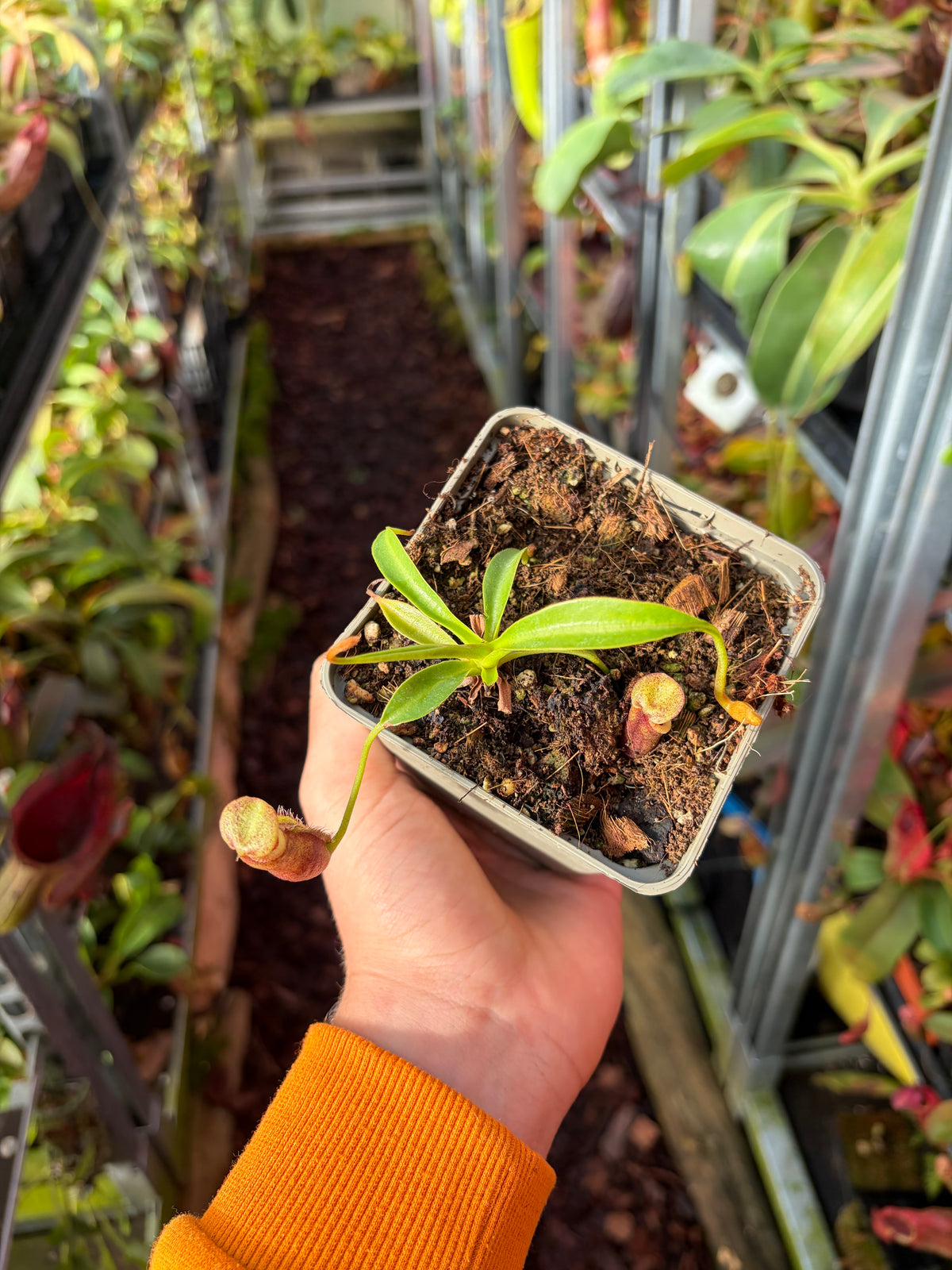 Nepenthes singalana x lowii (BE-4080) 7-10cm
