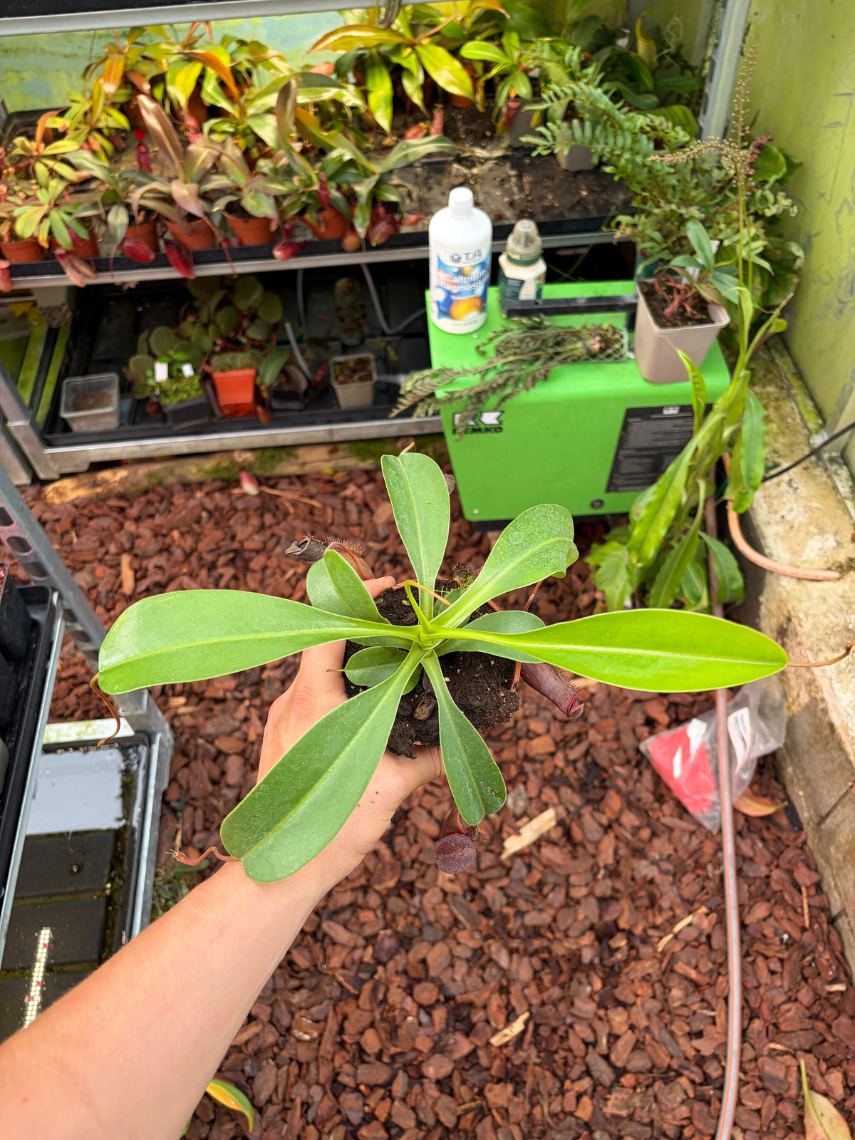 Nepenthes lowii x ventricosa 15cm+