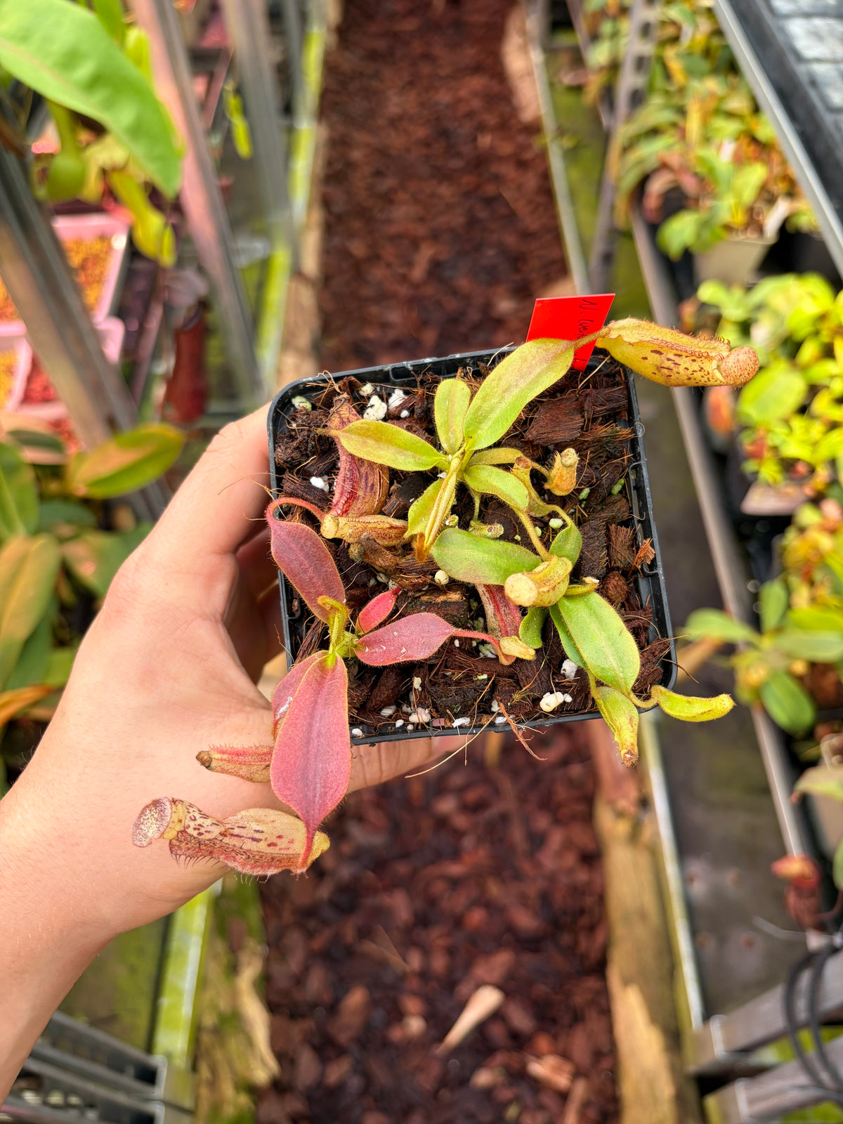 Nepenthes (veitchii x burbidgeae) x platychila 7cm