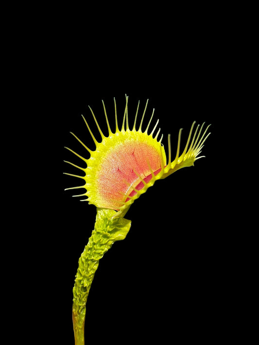Dionaea muscipula 'GJ Schuppenstiel‘