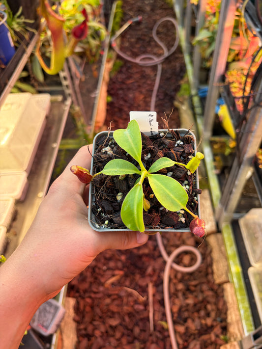 Nepenthes (lowii x boschiana) x lowii 10cm