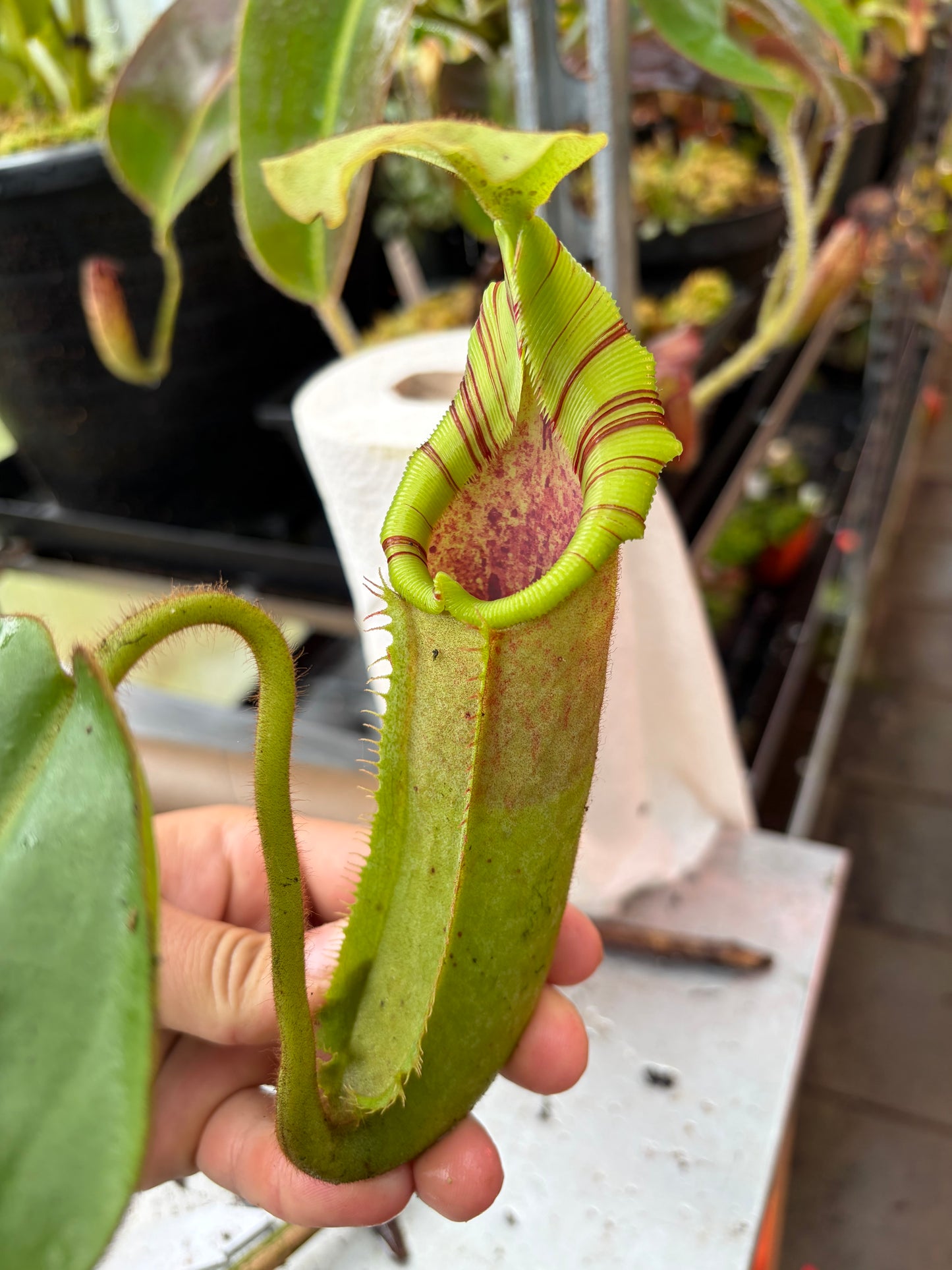 Nepenthes glandulifera x (veitchii x ephippiata) 30cm