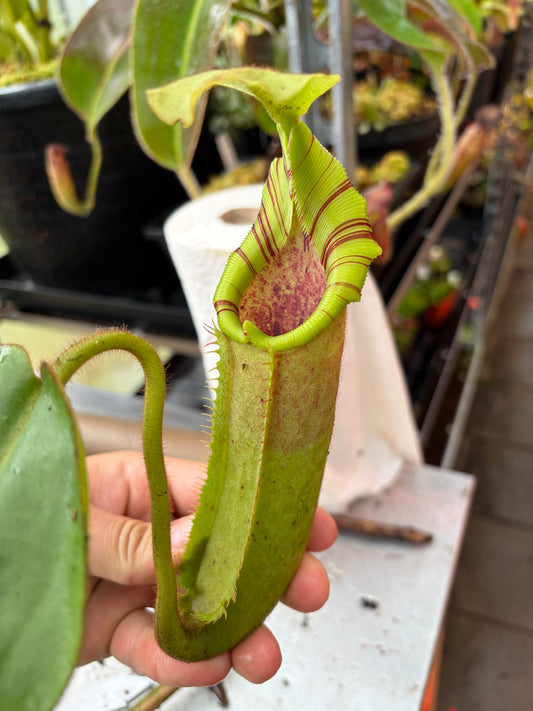 Nepenthes glandulifera x (veitchii x ephippiata) 30cm
