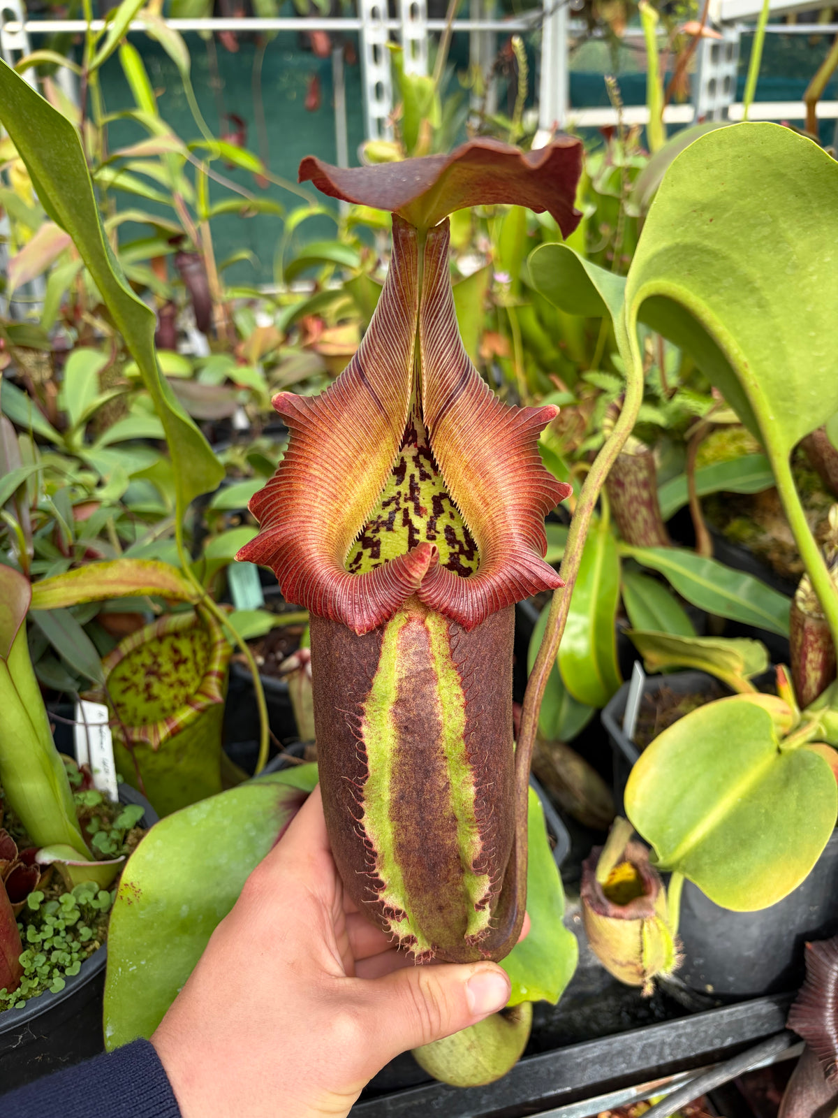 Nepenthes robcantleyi BE