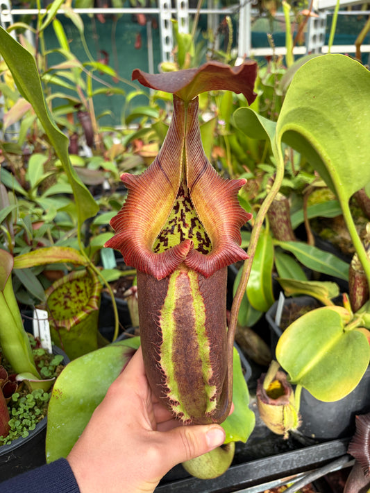 Nepenthes robcantleyi BE