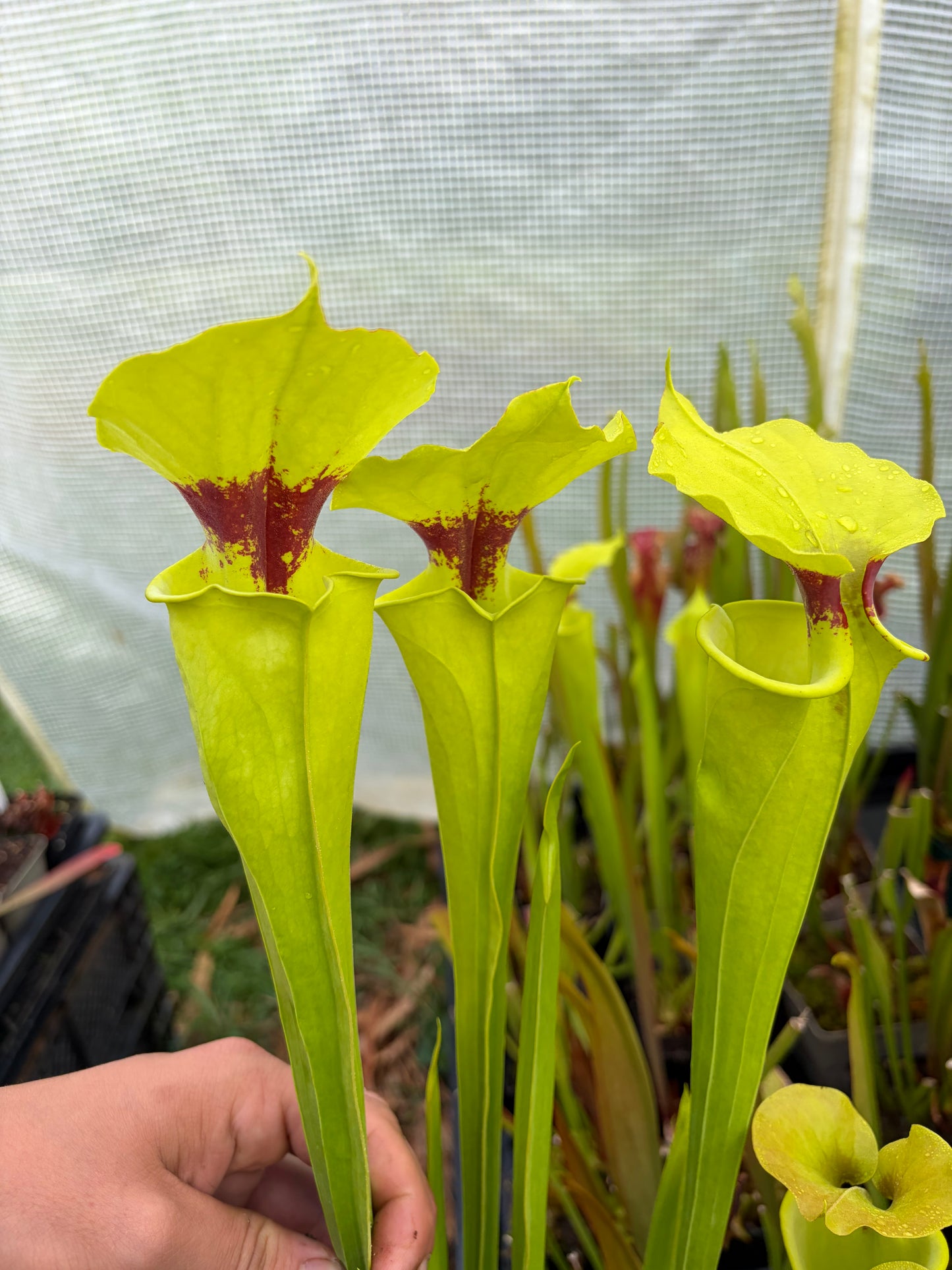 Sarracenia flava var rugelii SPA x F18 (3 growpoints)