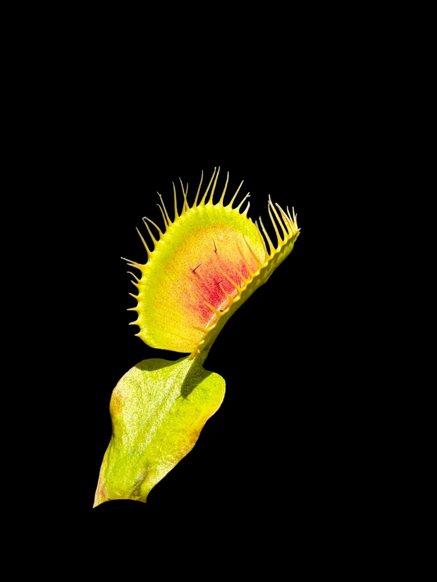 Dionaea muscipula 'Bimbo'
