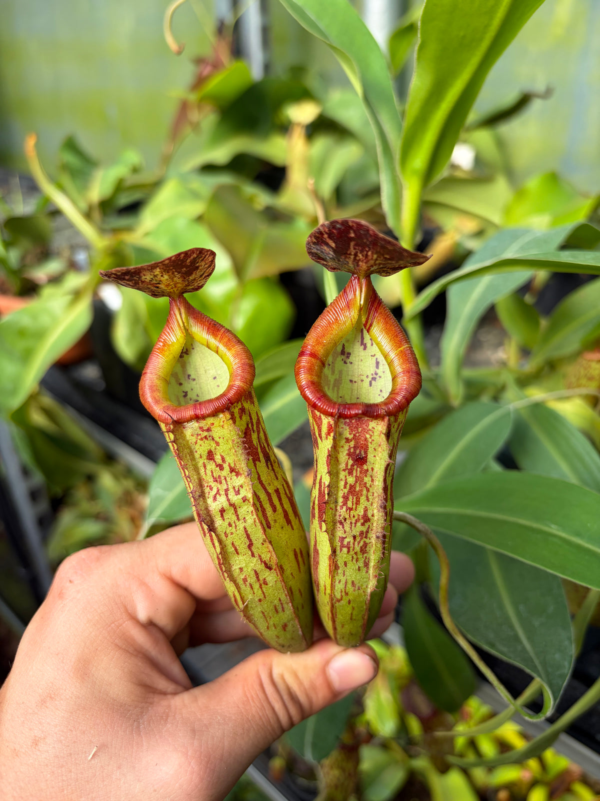 Nepenthes talagensis hybrid ‚rooted cutting‘