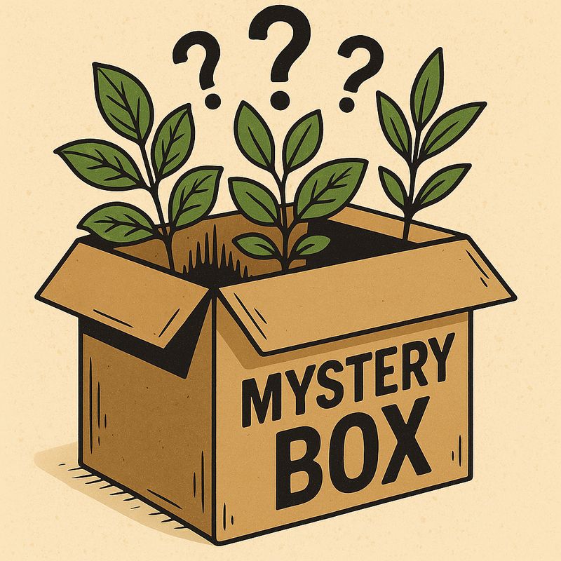 Nepenthes Mystery box (5 plants)