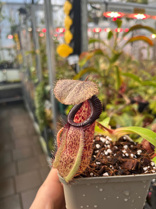 Nepenthes robcantleyi x hamata 10cm