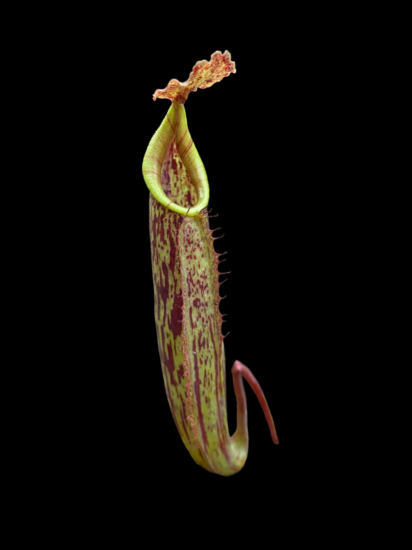 Nepenthes maxima