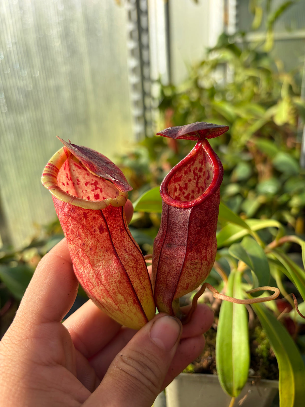 Nepenthes eustachya x tenuis (BE-3971) 15cm