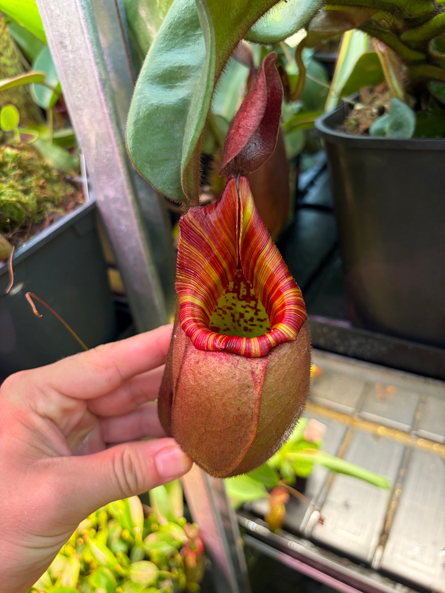 Nepenthes veitchii ‚Roude Léiw‘ (Red Lion) ‚Rooted cutting‘