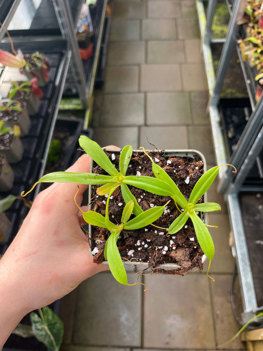 Nepenthes jacquelineae 7cm