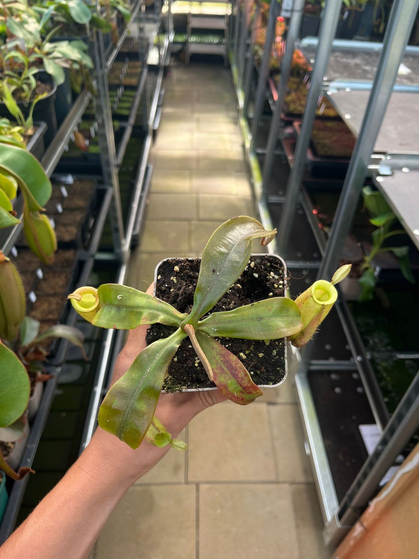 Nepenthes ampullaria 'orange leaves' 15cm