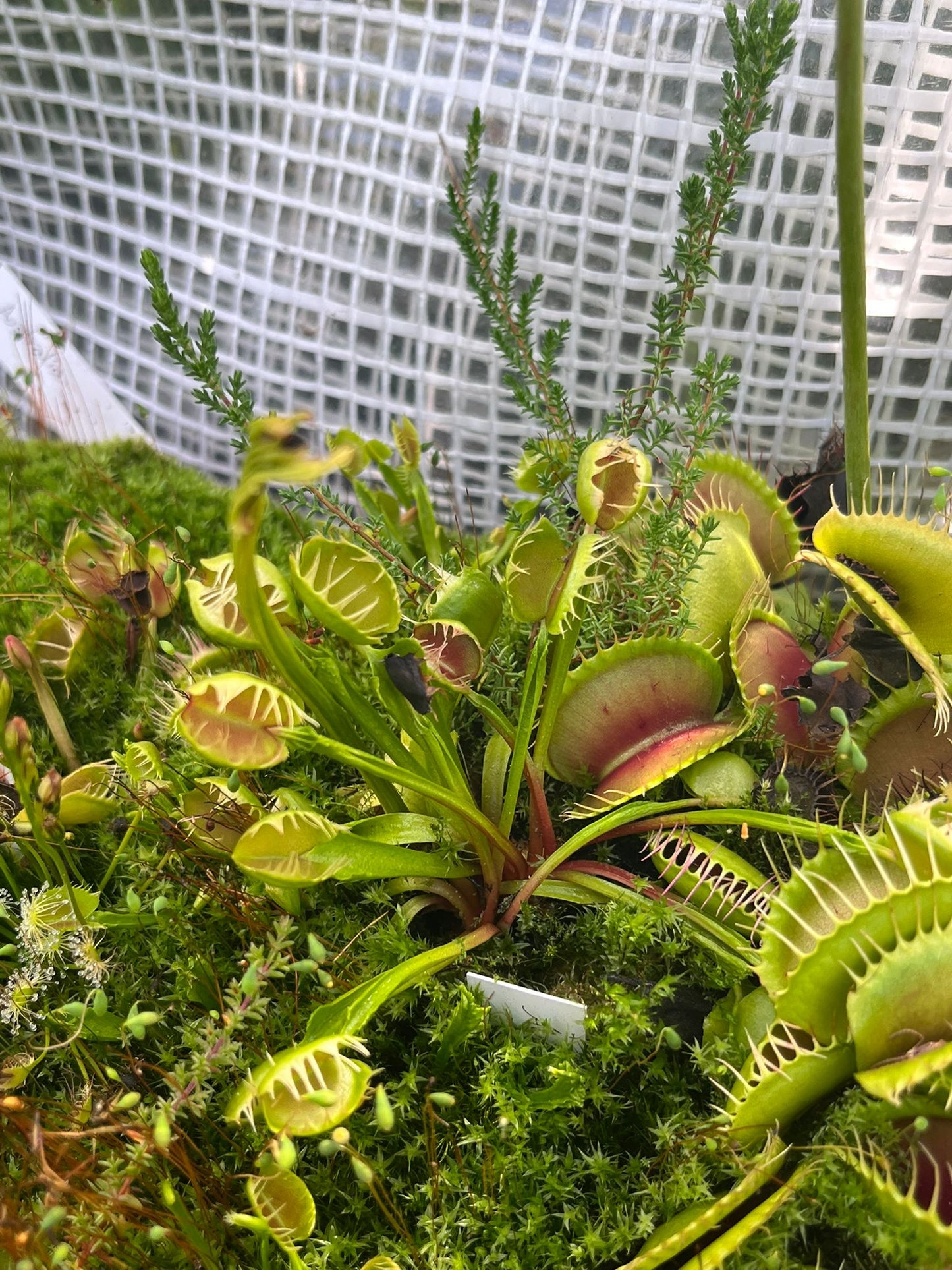 Dionaea muscipula 'Australian'
