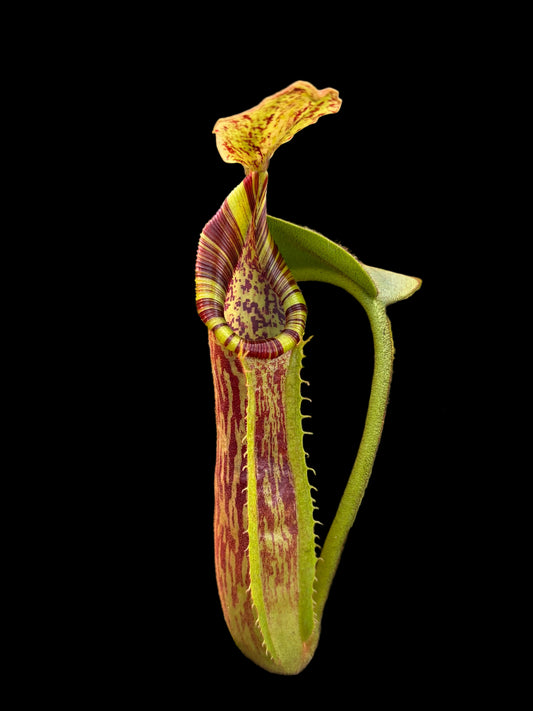Nepenthes (veitchii x platychila) x mollis