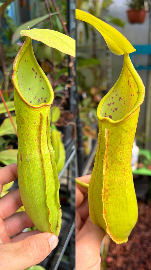Nepenthes robcantleyi x reinwardtiana 30cm+